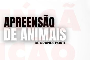 NABUCO APROVOU LEI MUDANÇAS NA LEI DE CIRCULAÇÃO DE ANIMAIS DE GRANDE PORTE 